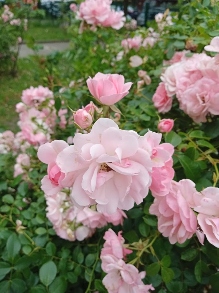 Rosenpracht im Fahrradgarten